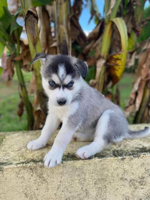 Вілла Gite Des Huskys Tonnay-Charente Екстер'єр фото
