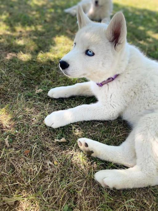 Вілла Gite Des Huskys Tonnay-Charente Екстер'єр фото