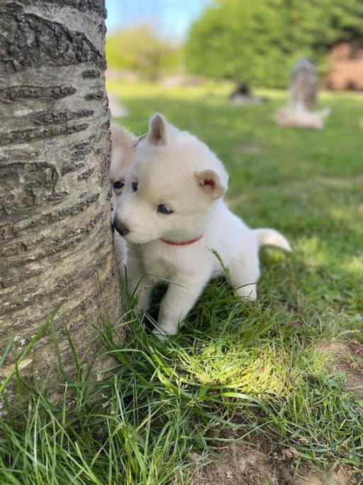 Вілла Gite Des Huskys Tonnay-Charente Екстер'єр фото