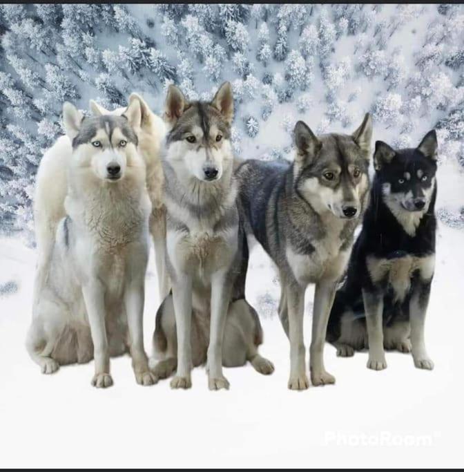 Вілла Gite Des Huskys Tonnay-Charente Екстер'єр фото