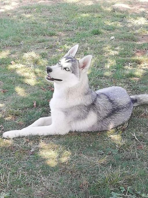 Вілла Gite Des Huskys Tonnay-Charente Екстер'єр фото